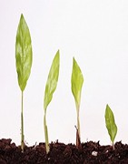 Abono Para Plantas - Potenciadores Fenológicos