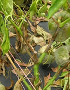 Phytoptora spp.