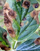 Alternaria
