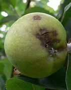 Moteado