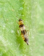 Trips (Frankliniella occidentalis)