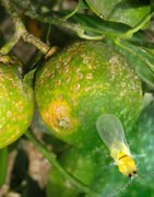 Piojo de San José