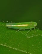 Mosquito Verde