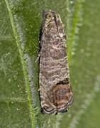 Caracocapsa (Cydia pomonela)