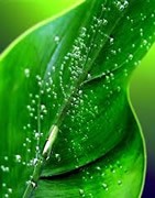 Abonos y Fertilizantes