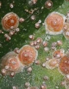 Piojo Rojo (Aonidiella auranti)