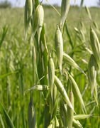 Avena