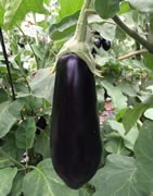 Berenjena