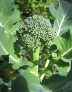 Brócoli