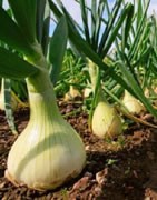 Cebolla