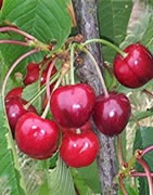 Cerezo