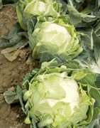 Coliflor