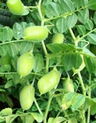 Garbanzo