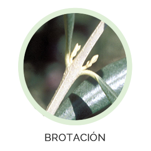 BROTACIÓN.png