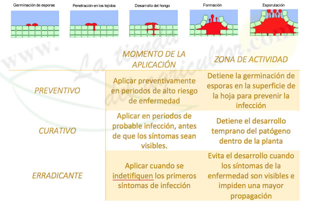 Accion de un fungicida