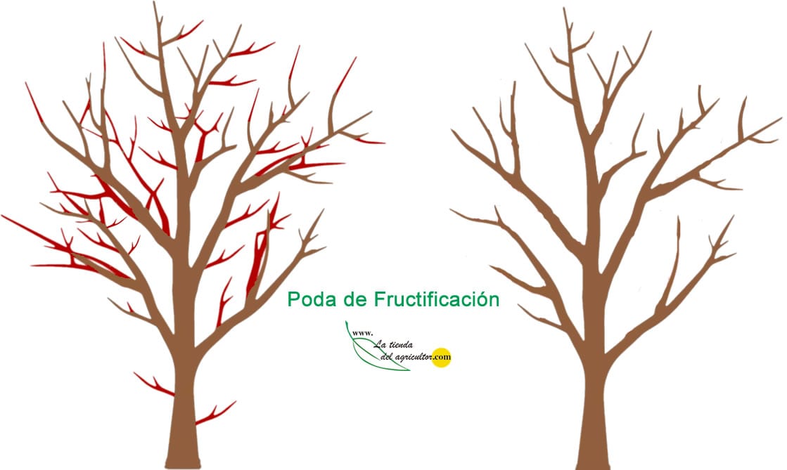 Guía de Poda | ¿Cómo podar? ¿Que tipos de podas hay? - Blog La Tienda del  Agricultor