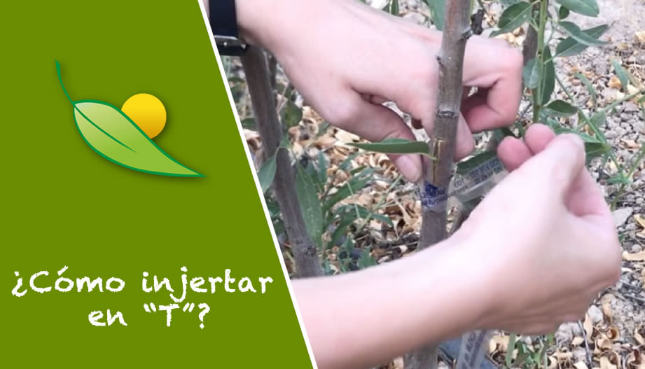 Cómo injertar en T - Injertos (Almendro)