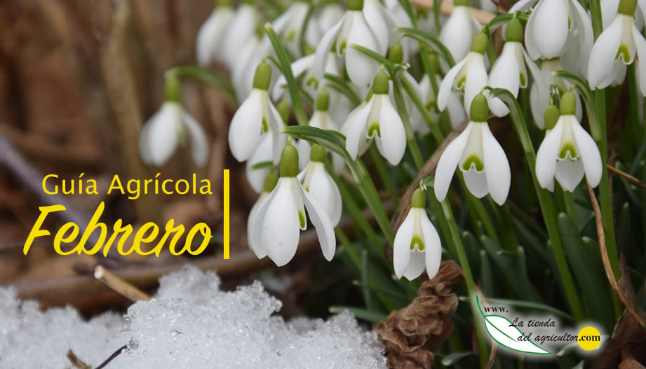 Guía Agrícola - Febrero 2018