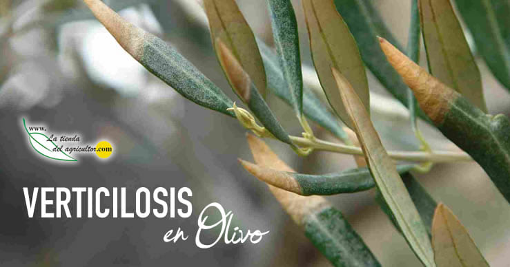 Verticilosis en Olivar