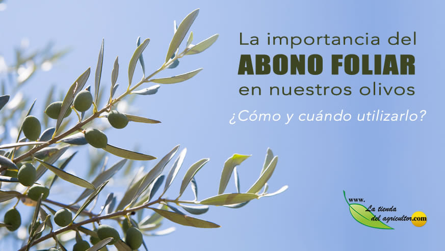 La importancia del abono foliar en nuestros olivos ¿Cómo y cuándo utilizarlo?