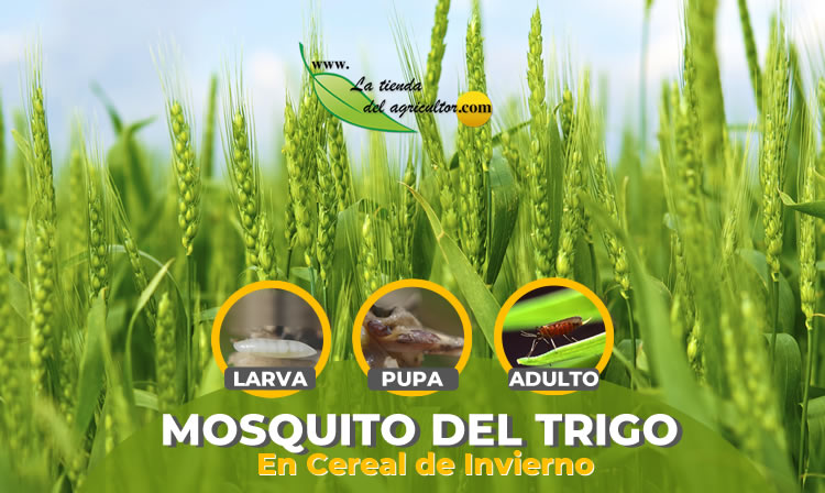 Mosquito del Trigo en Cereales de Invierno