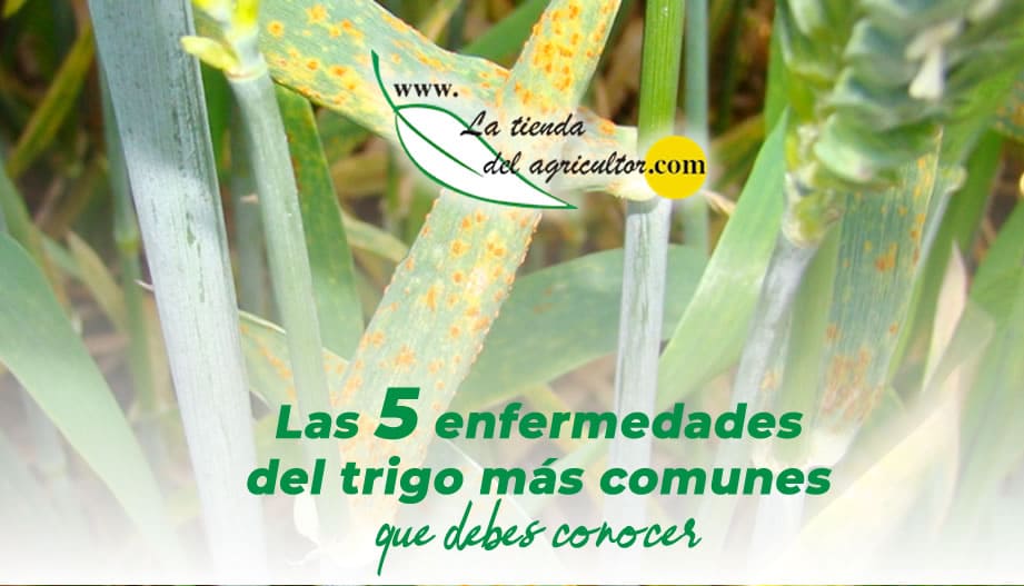 Las cinco enfermedades del trigo más comunes que debes conocer