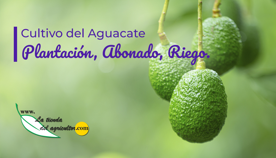 Plantar aguacate para que de fruto