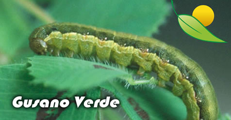 Gusano Verde (Spodoptera exigua) - Plaga