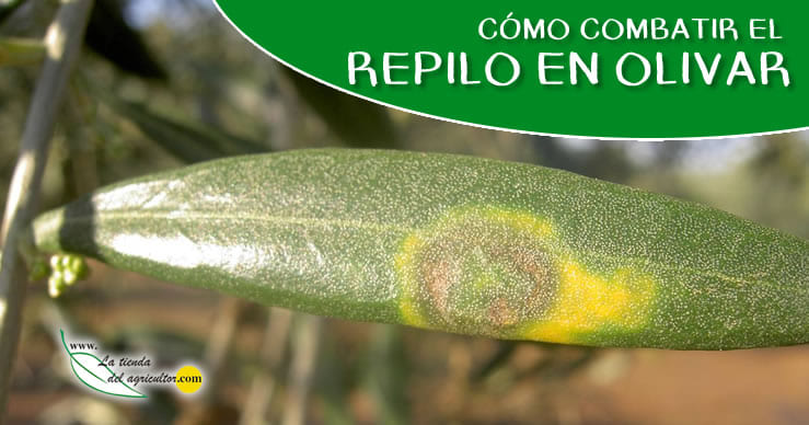 Repilo del Olivo - Plaga 