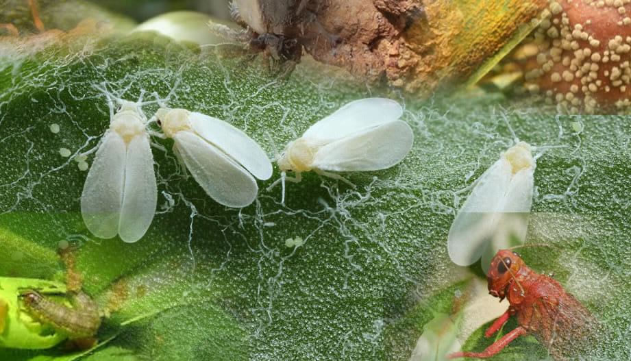 Plagas y Enfermedades Vegetales Exóticas