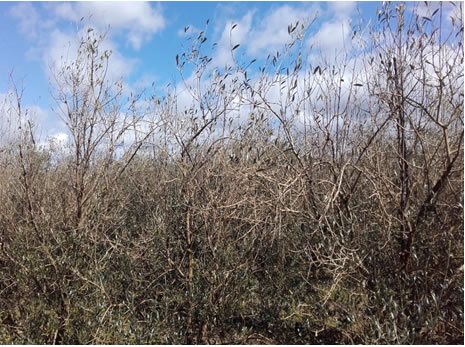 Nuevas enfermedades como chancros de ramas, lepra y tuberculosis amenazan el sector olivarero españa