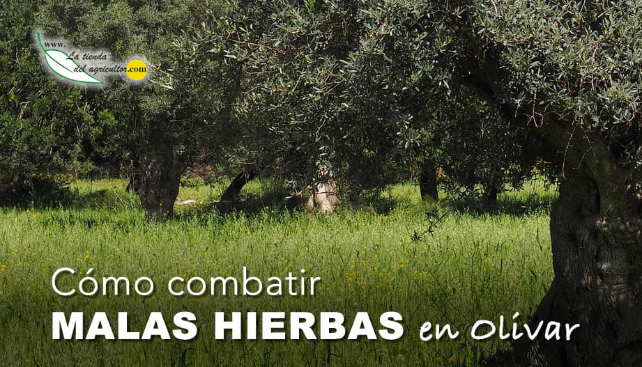 Cómo Combatir Malas Hierbas en Olivar