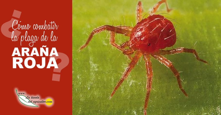 ¿Cómo combatir la plaga de la Araña Roja?