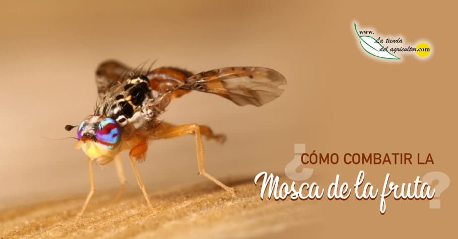 Cómo combatir la mosca de la fruta