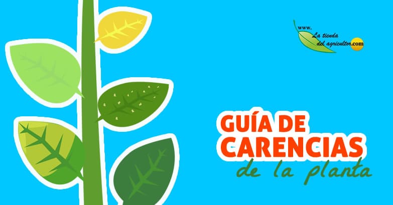 ¿Cómo saber la carencia de nutrientes de nuestras plantas?