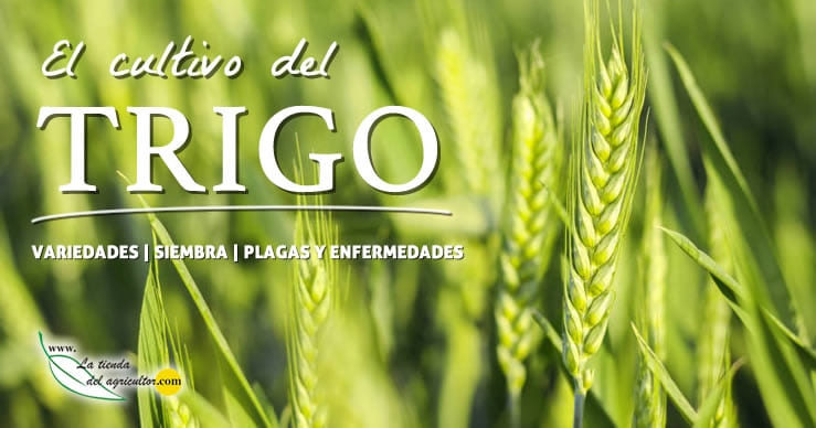 El cultivo del Trigo | Siembra, Riego, Abonado, Plagas y enfermedades, malas hierbas...
