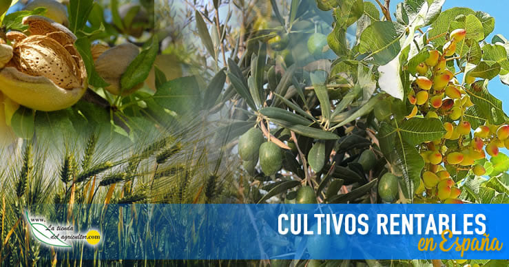  Los cultivos agrícolas más rentables en España