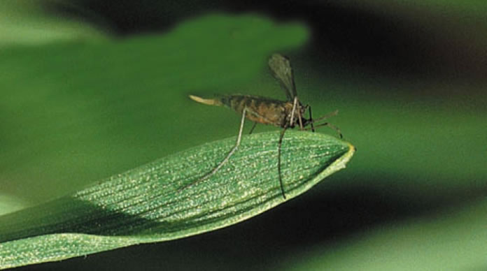 Incidencia del mosquito del trigo y enfermedades fúngicas en el cultivo del Cereal