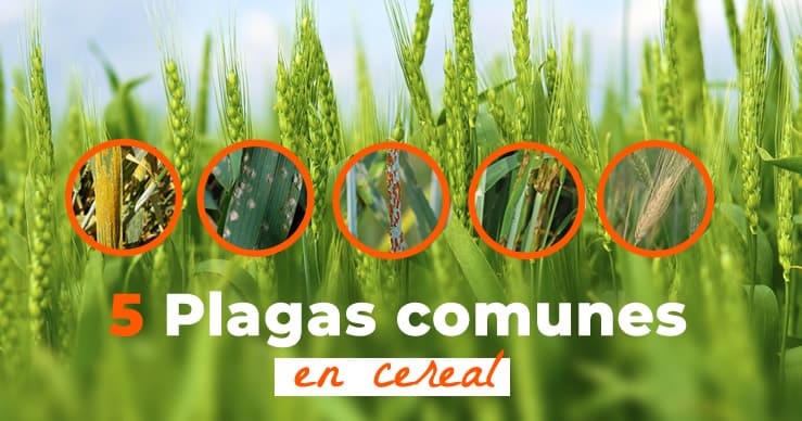 Enfermedades más comunes en el cultivo del cereal