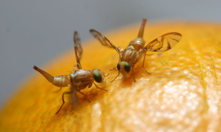 Cítricos: Situación actual de la mosca de la fruta