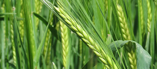 Guía Agrícola para el cultivo de la cebada