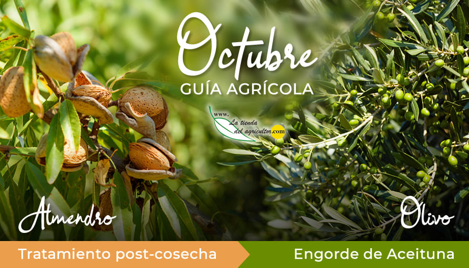Guía Agrícola de Octubre: Post-cosecha almendro y engorde de aceituna