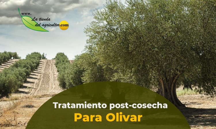 Tratamiento en el cultivo del Olivo después de la recolección