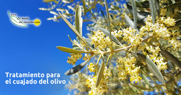 Tratamientos para el cuajado del olivo
