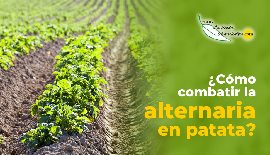 Tratamientos alternaria en la patata ¿Cómo combatirla?