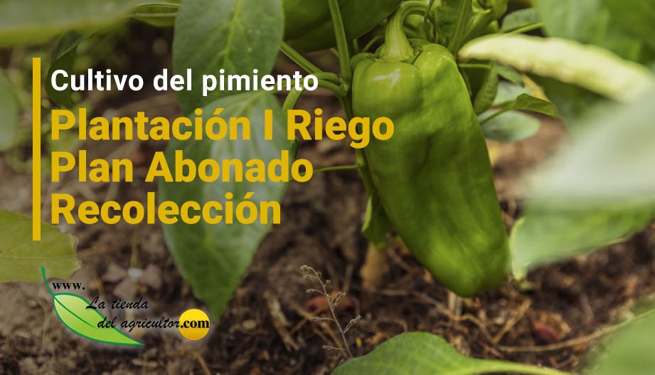 Cultivo del Pimiento I Plantación I Riego I Plan Abonado I Recolección