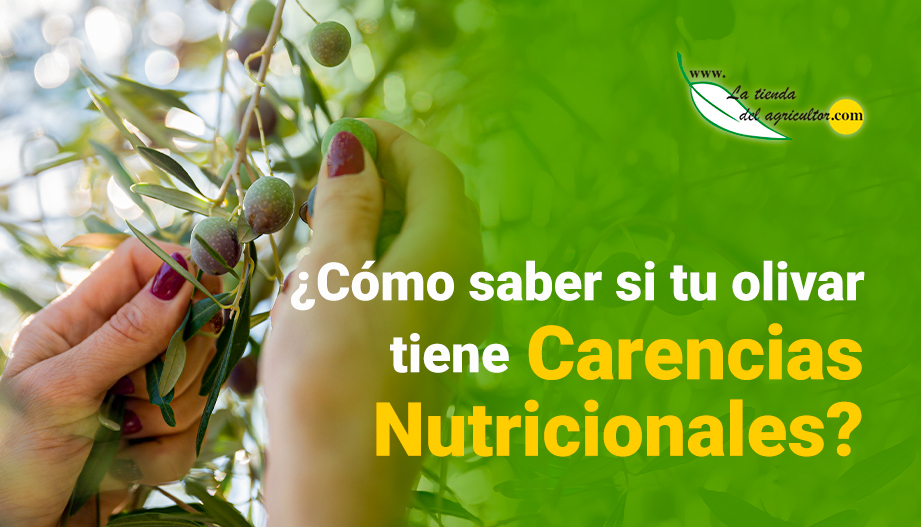 ¿Cómo saber si tu olivar tiene carencias nutricionales?