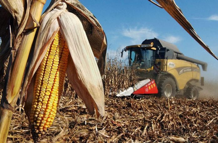 Preocupación en el inicio de la cuenta atrás para el cultivo del maíz-Agroinformación