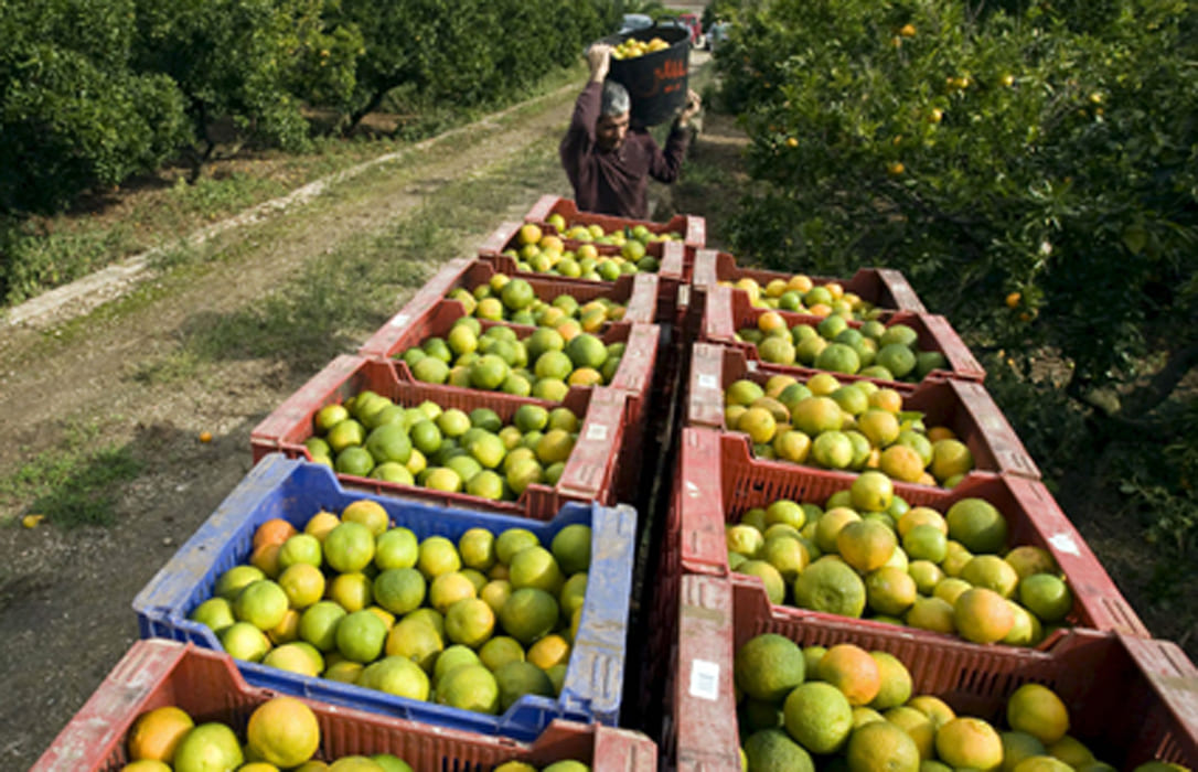 Desigualdad en la cadena alimentaria