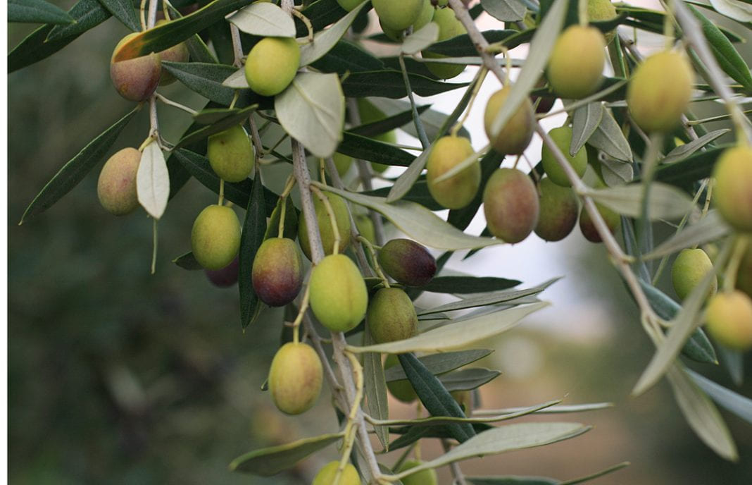 Productividad Del Aceite De Oliva